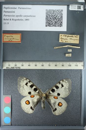 Media type: image;   Entomology 175221